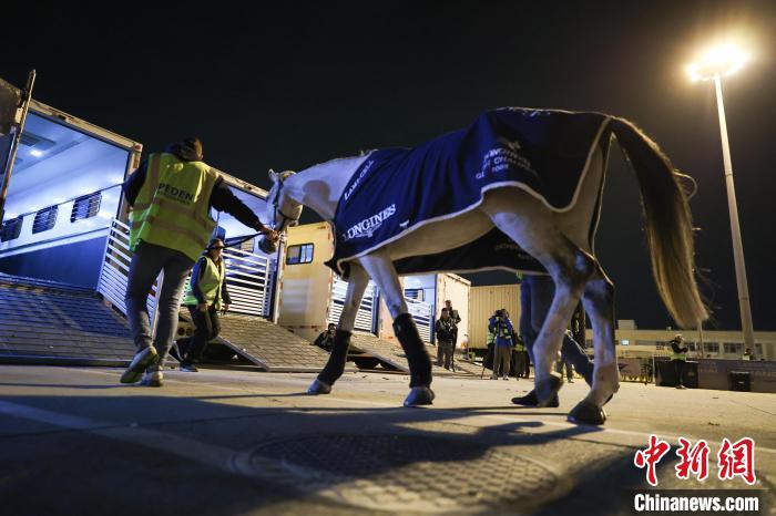2025上海浪琴环球马术冠军赛首批50匹顶级赛马抵